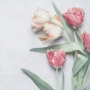 Servietten "Tulipe", 33 x 33 cm, 20 Stück